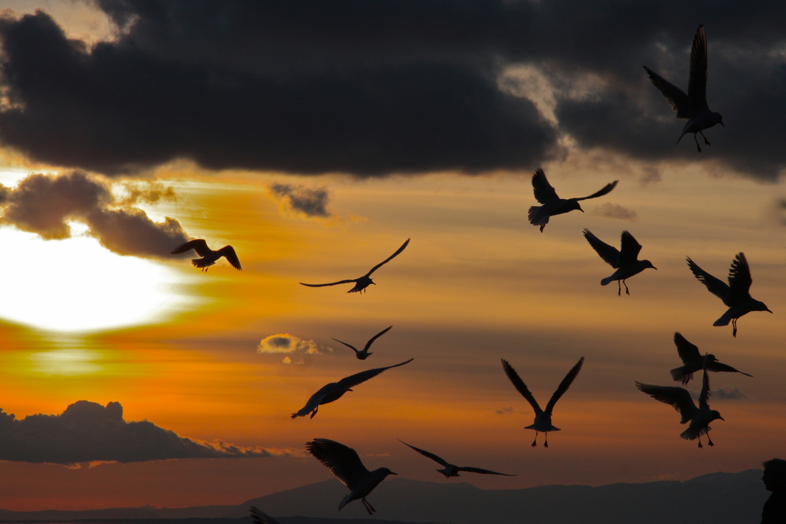 Mouettes au coucher du soleil