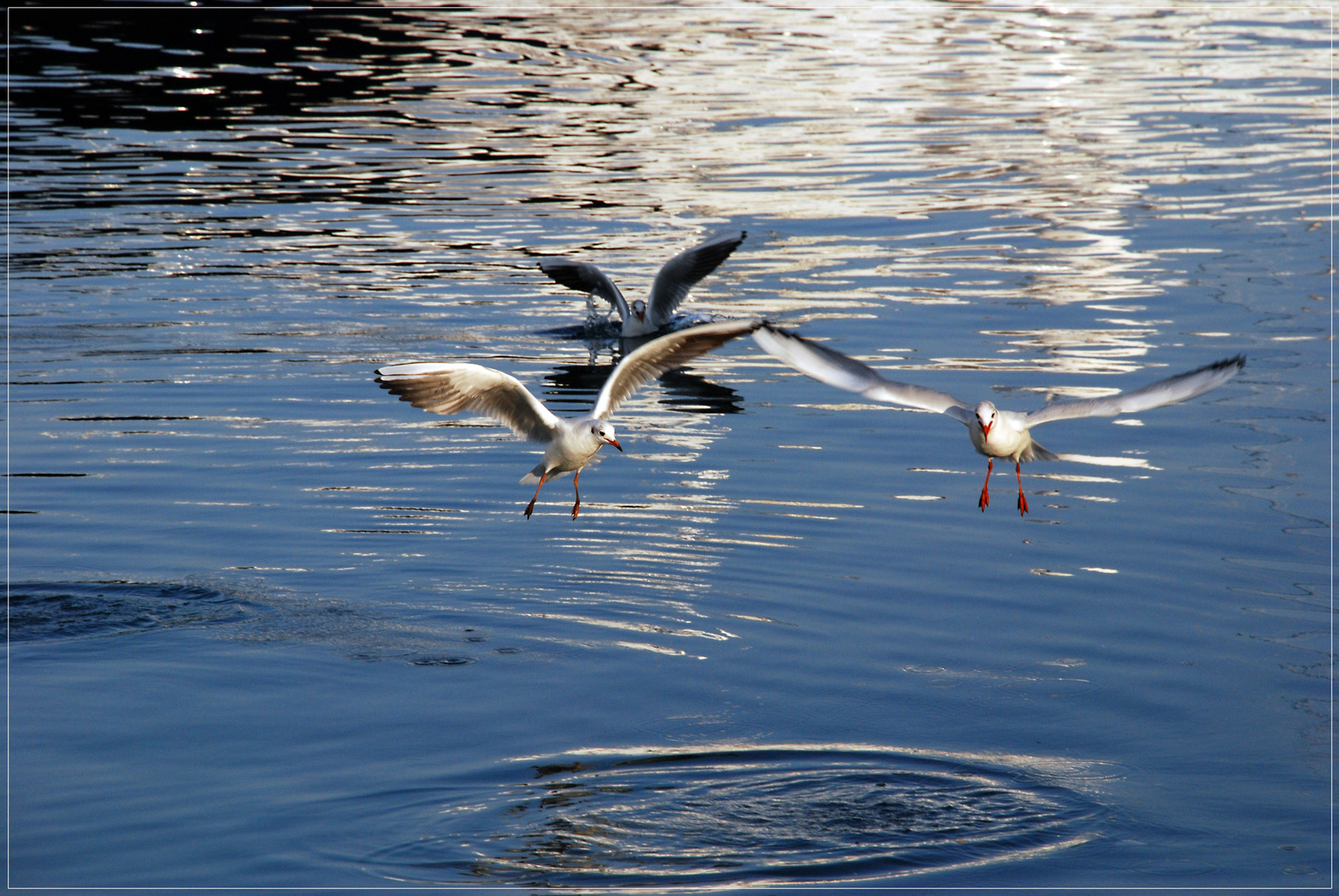 mouettes au déjeuner