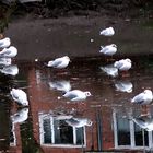 Mouettes au glace