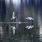 Mouettes au Lac Saint Point - Doubs.