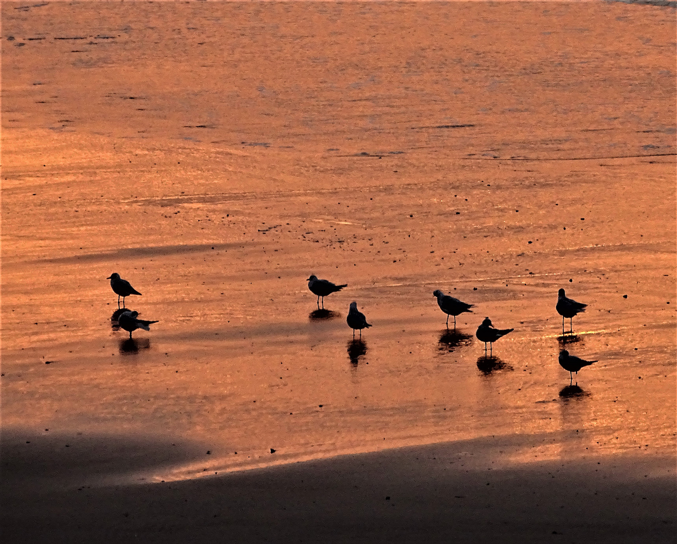 Mouettes au soleil couchant