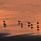 Mouettes au soleil couchant