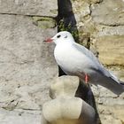 Mouettes boulonnaises