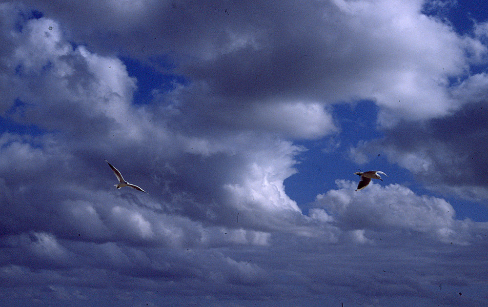 mouettes charentaises