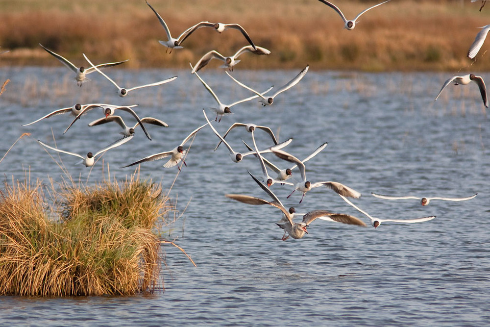 Mouettes chassant un goéland juvénile