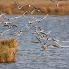 Mouettes chassant un goéland juvénile