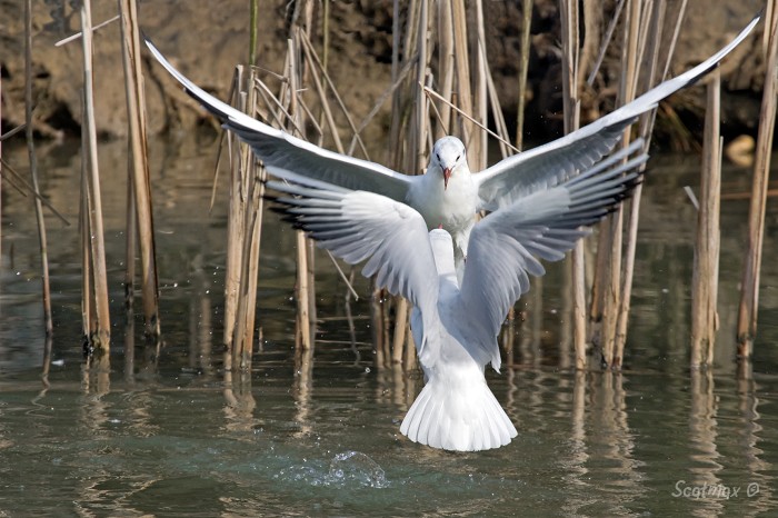 Mouettes