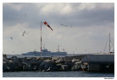 Mouettes dans le port de Cannes