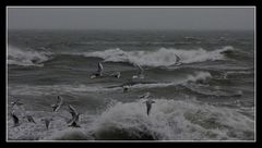 " Mouettes dans le vent "