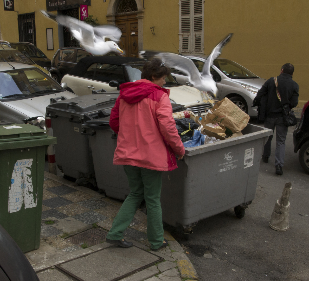 Mouettes dans les poubelles