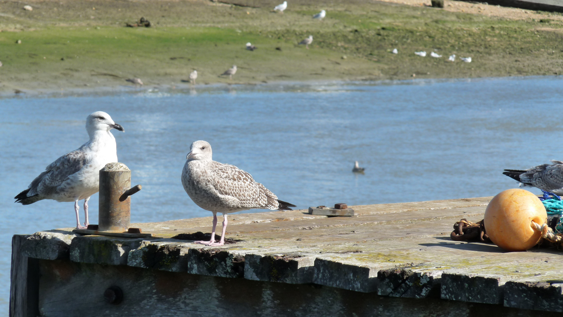 Mouettes de courseulles sur mer