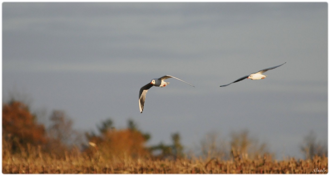 Mouettes de la forêt d'Orient