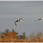 Mouettes de la forêt d'Orient