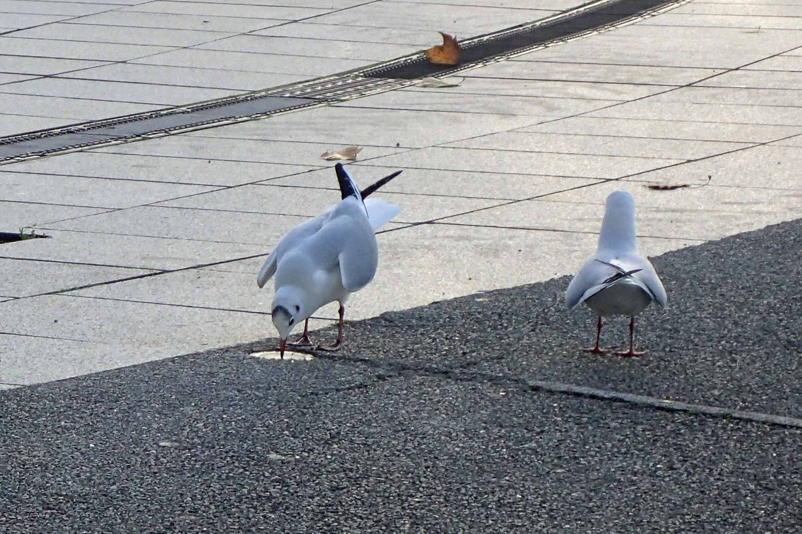 mouettes des beaux quartiers 1