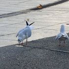 mouettes des beaux quartiers 1