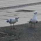 Mouettes des beaux quartiers 2