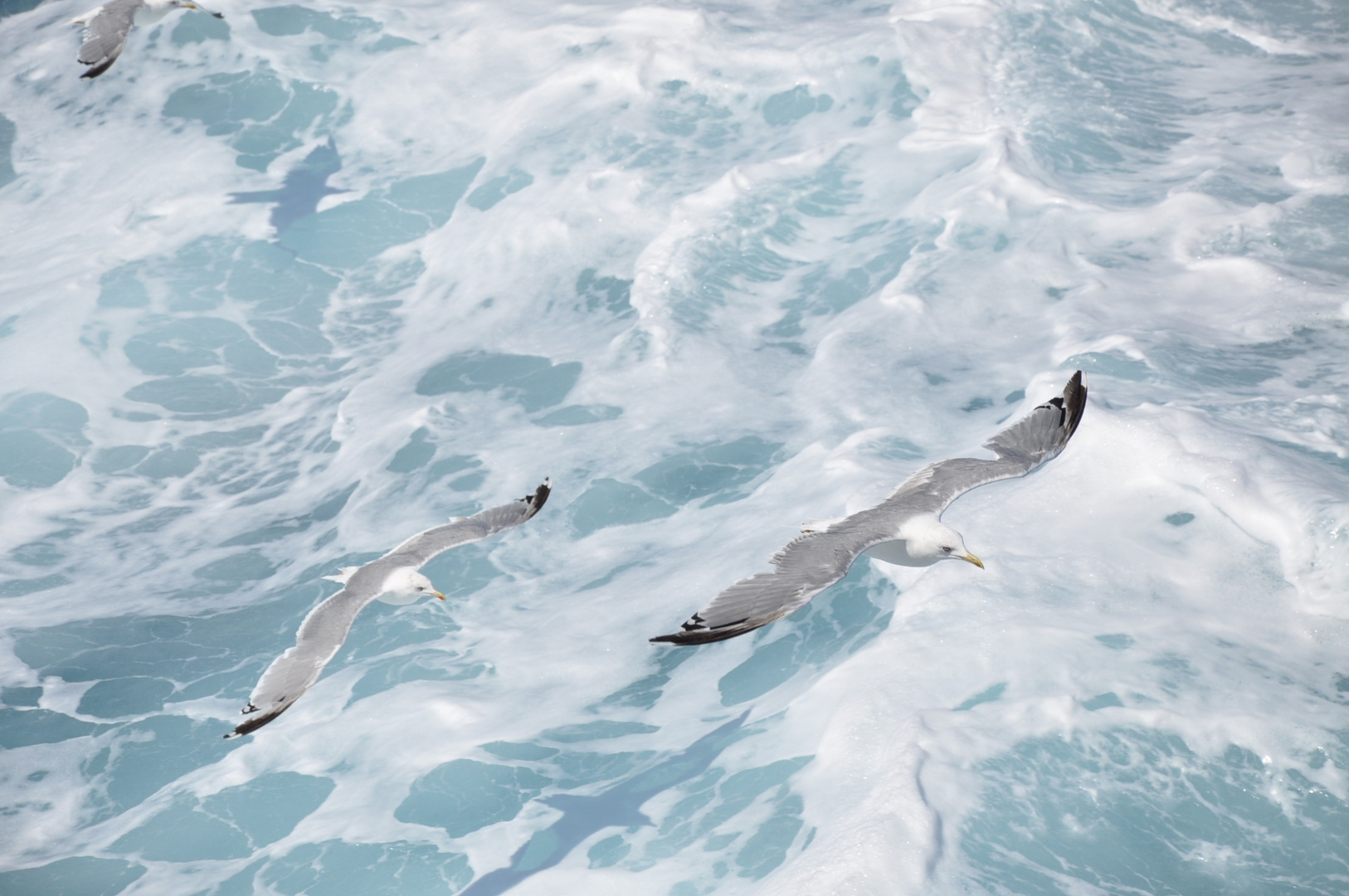 Mouettes du Péloponnèse