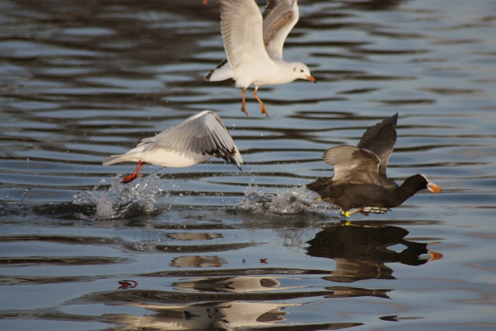 mouettes