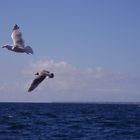 Mouettes En Balade !