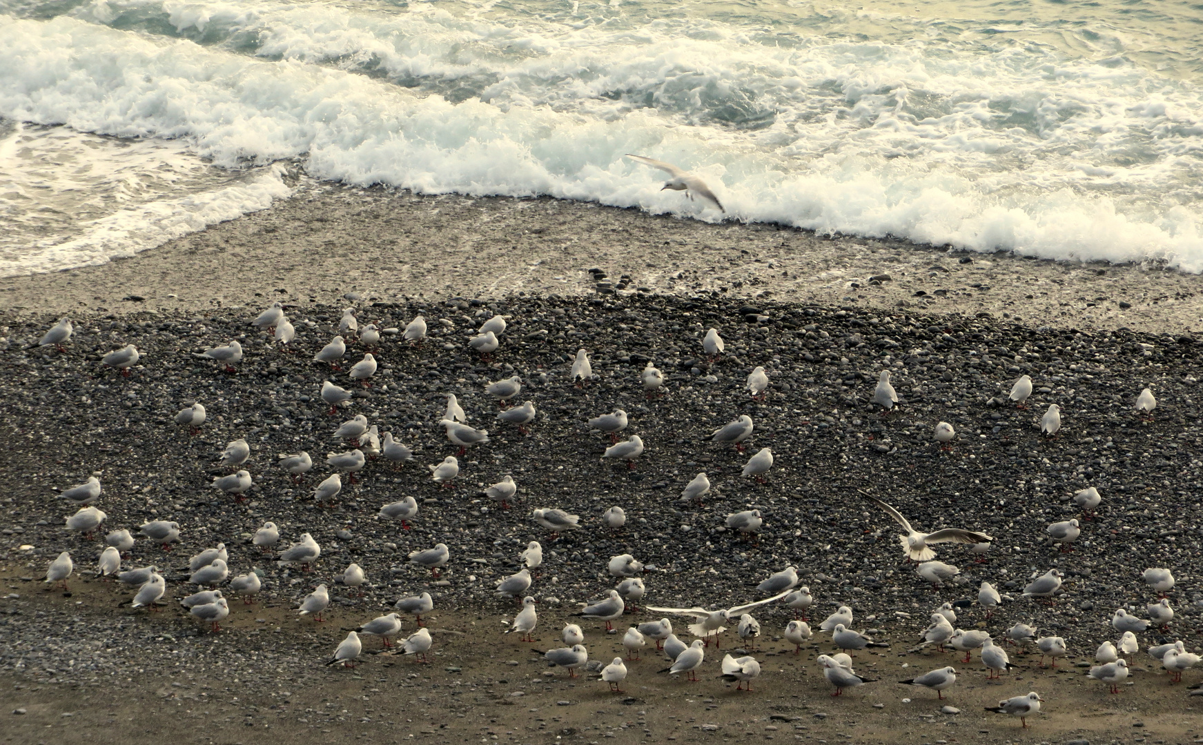 Mouettes en hiver