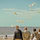 Mouettes en vol géostationnaire au-dessus de la plage d’Ostende (Belgique)