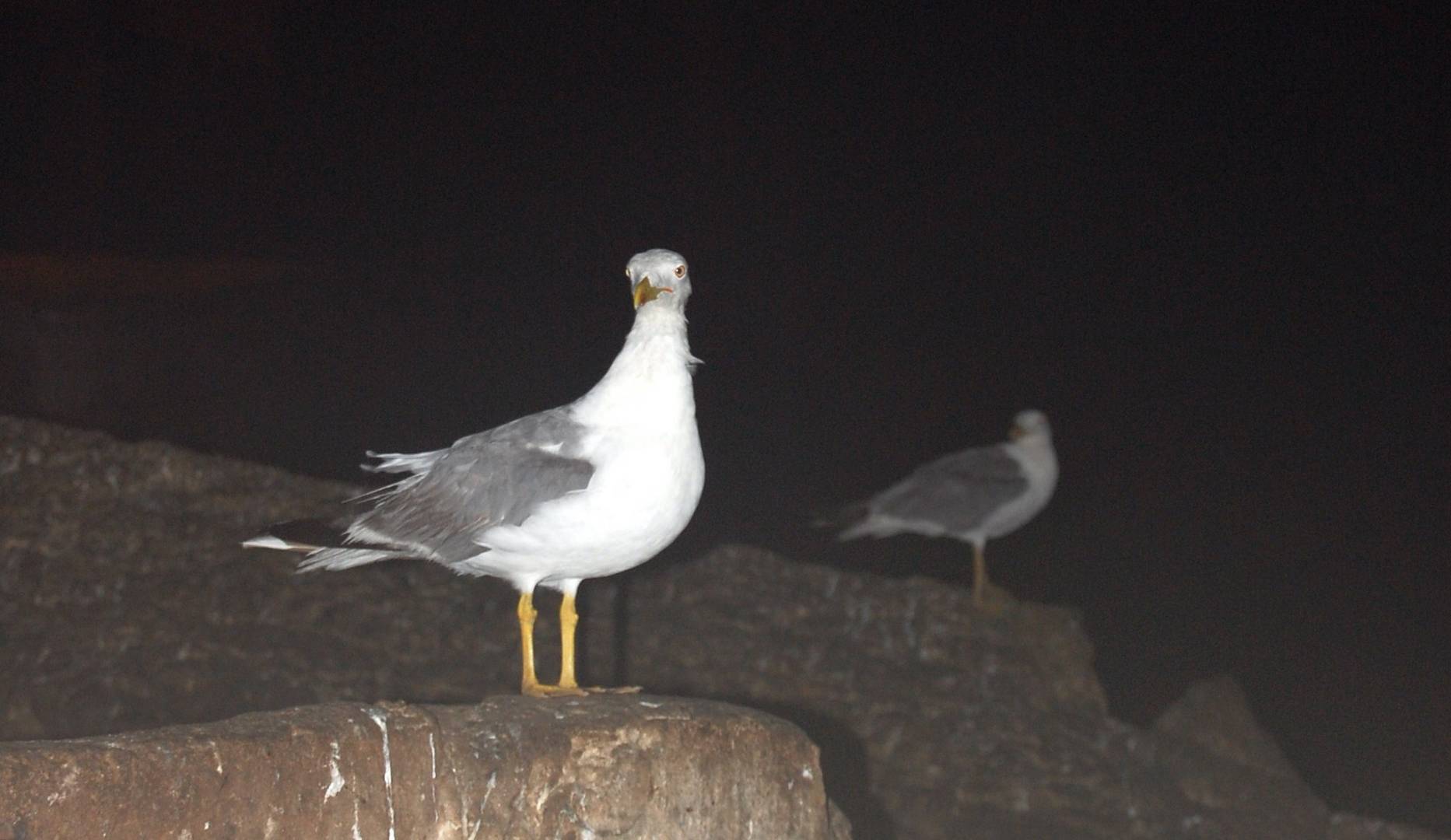 mouettes Essaouira