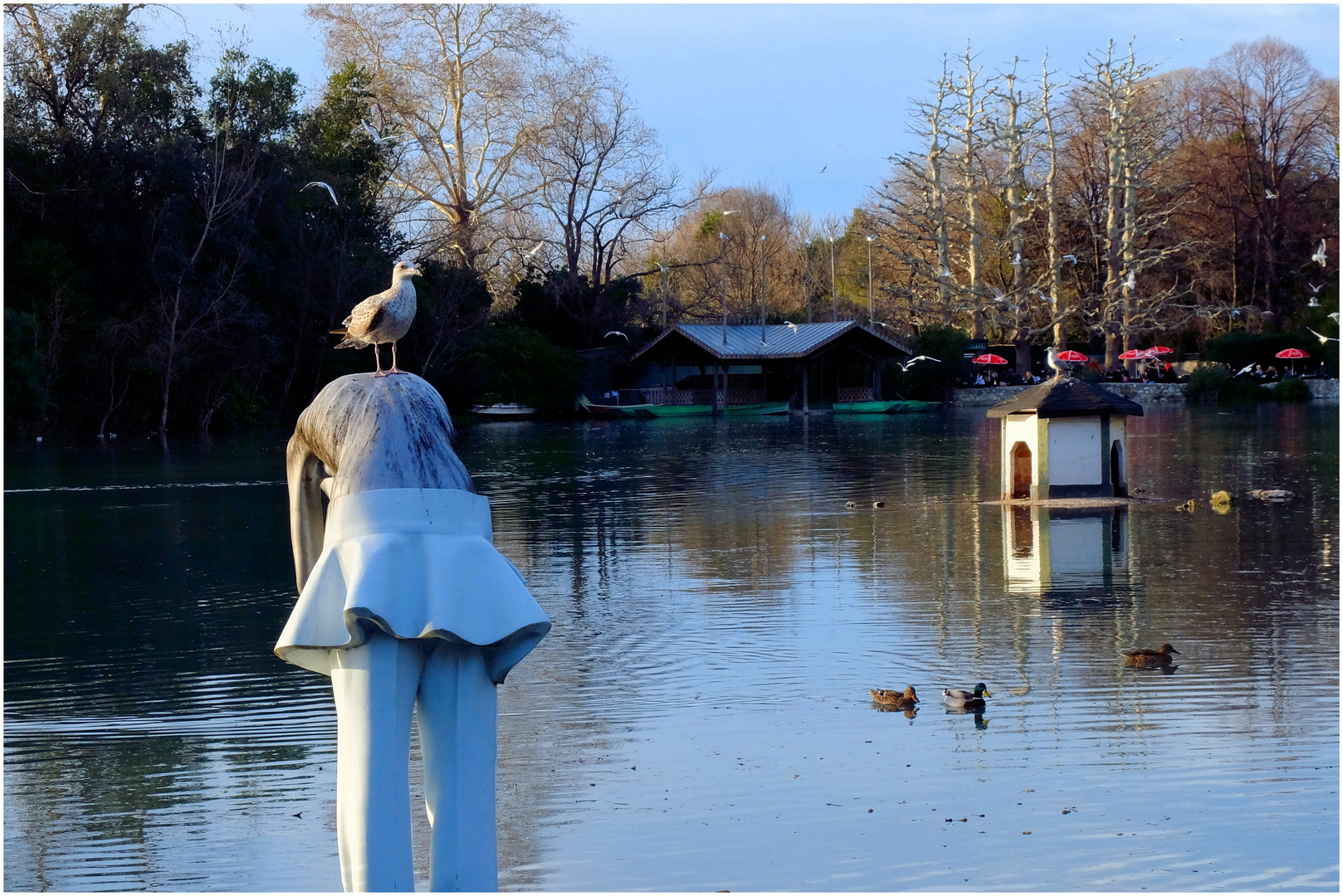 Mouettes et canards...