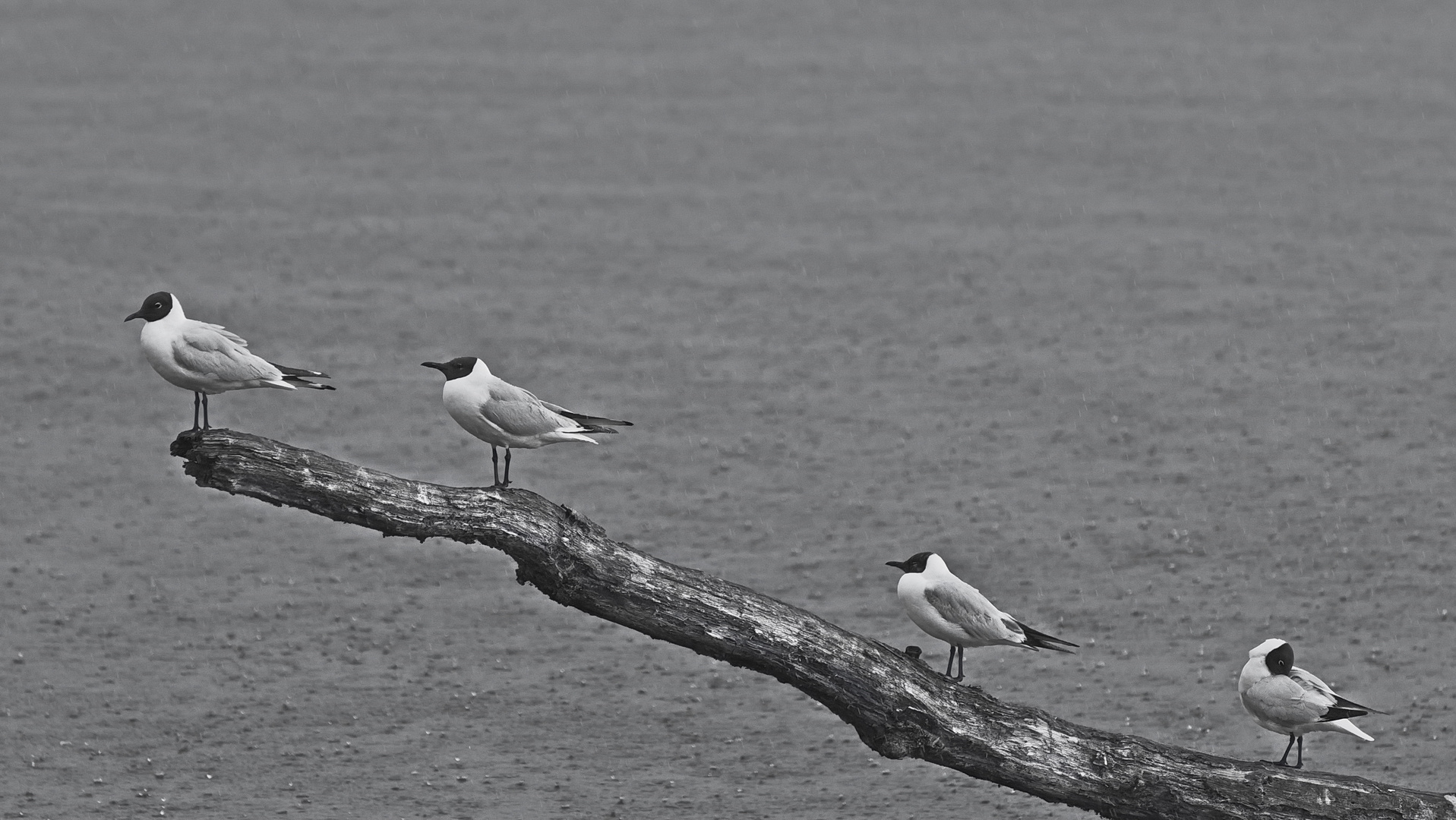 Mouettes et chantons...sous la pluie