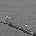 Mouettes et chantons...sous la pluie