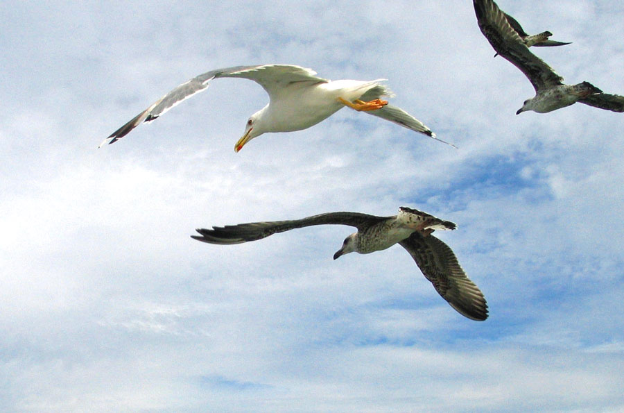 Mouettes et cormorants