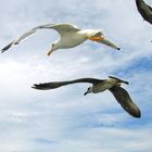 Mouettes et cormorants