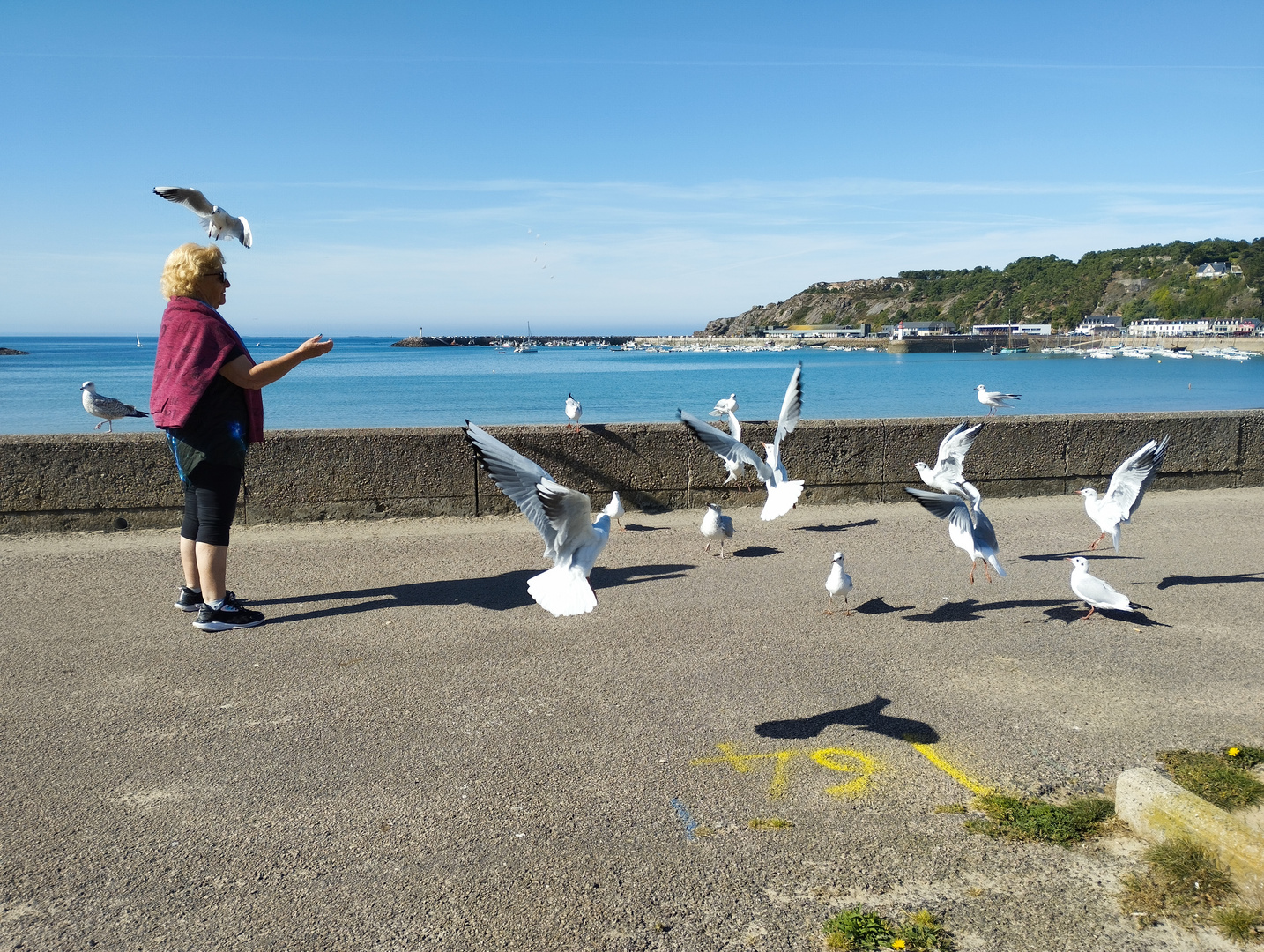 mouettes et goëlands