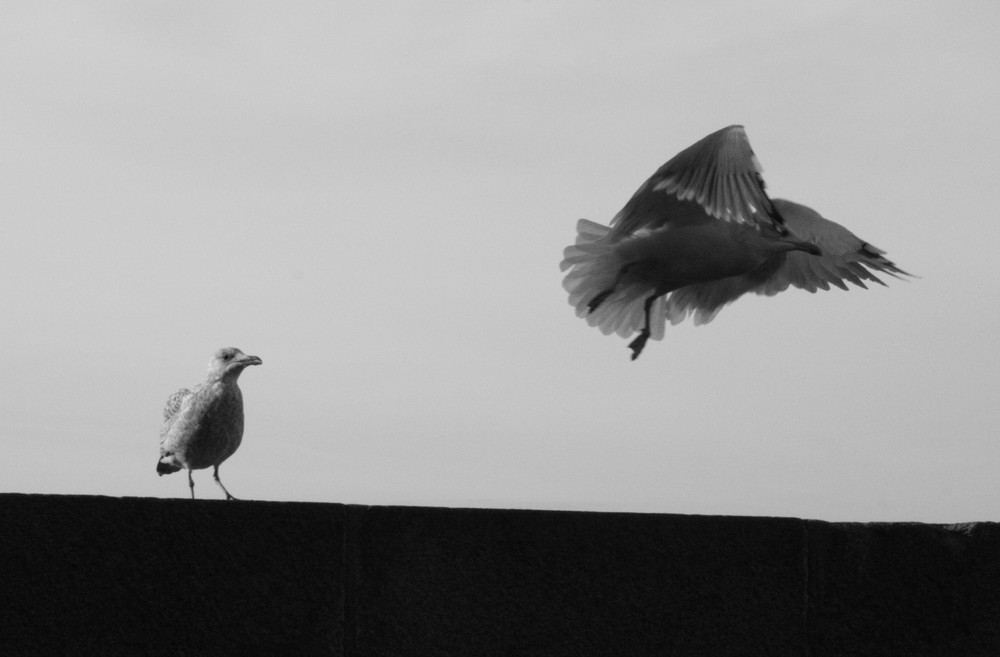 Mouettes