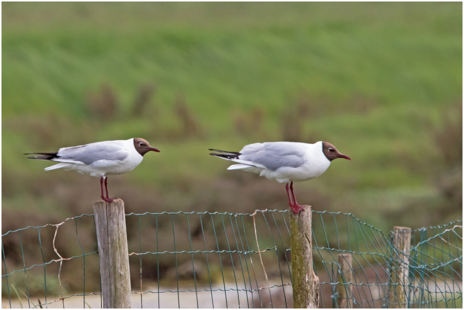 Mouettes