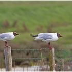 Mouettes