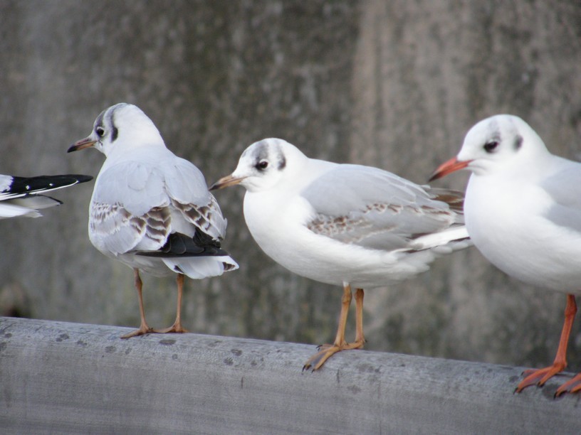 Mouettes frileuses