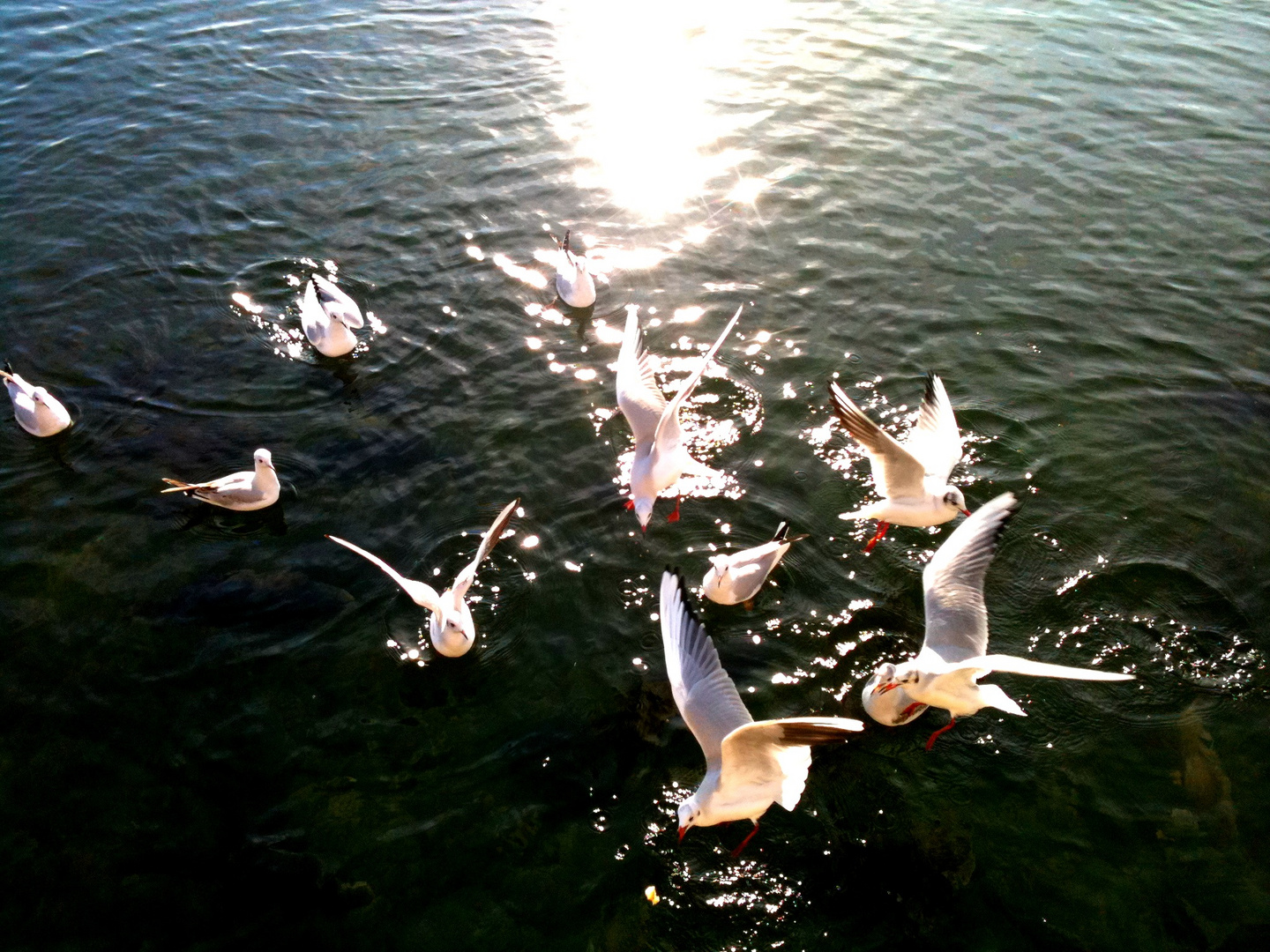 mouettes gourmandes