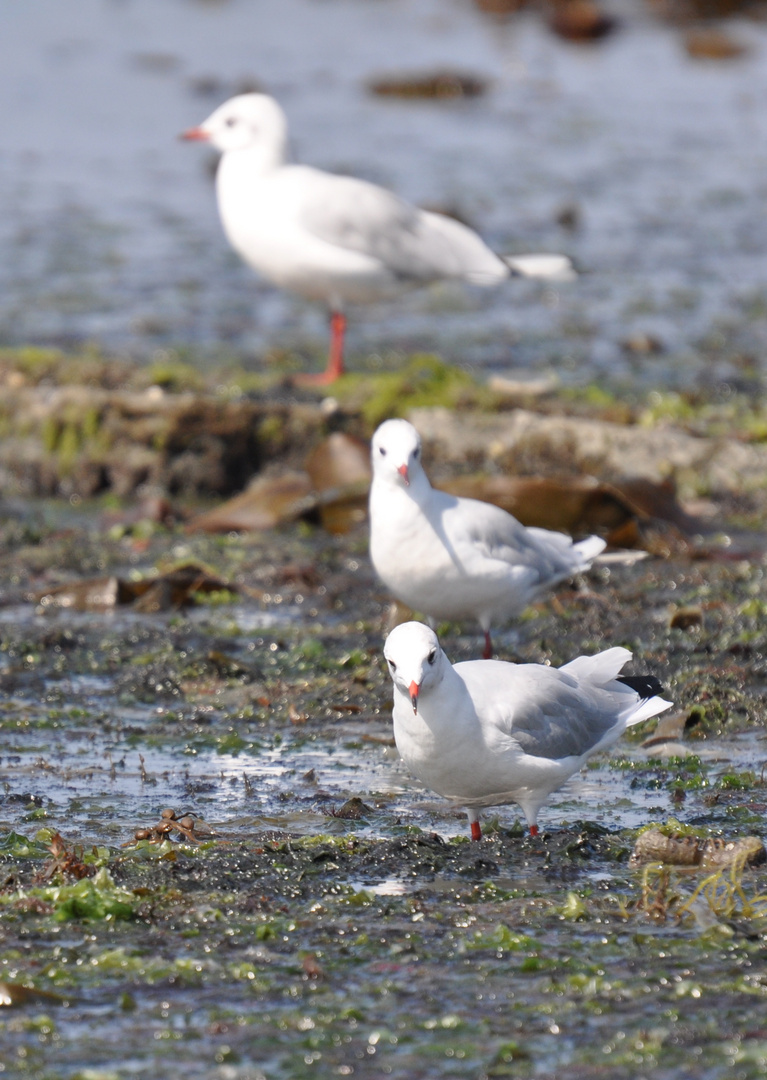 Mouettes Ile d'Oléron