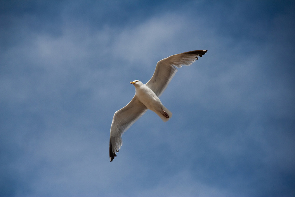 Mouettes Ostendaise