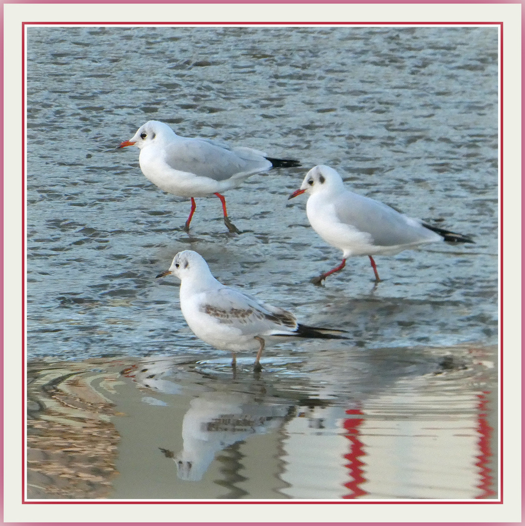 Mouettes rieuses