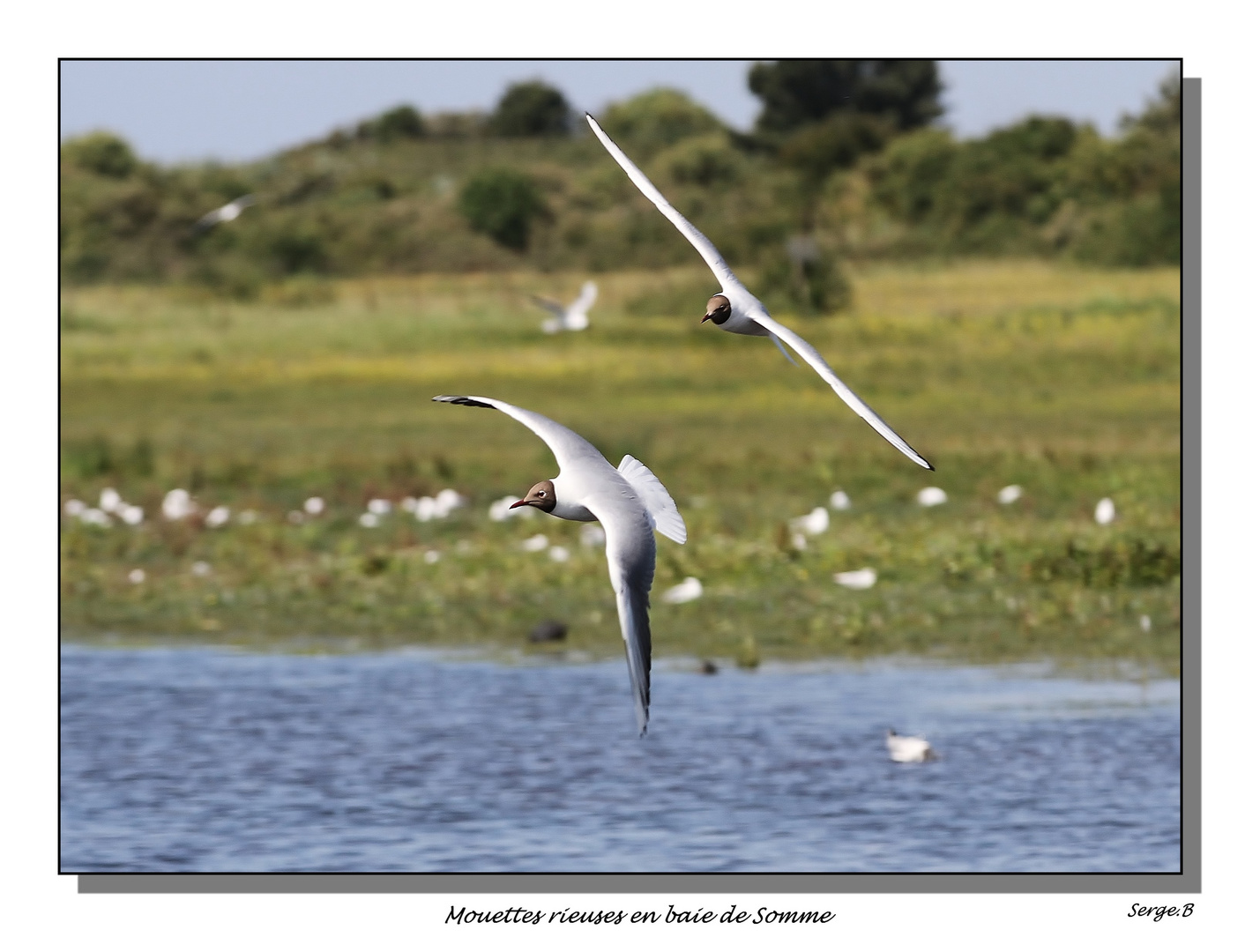 Mouettes rieuses