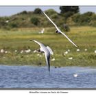 Mouettes rieuses