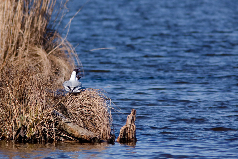 Mouettes rieuses