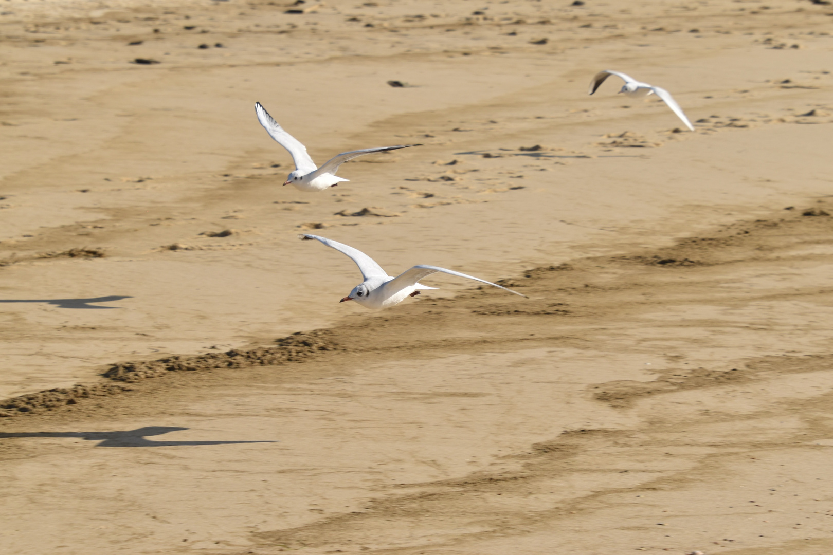 Mouettes rieuses