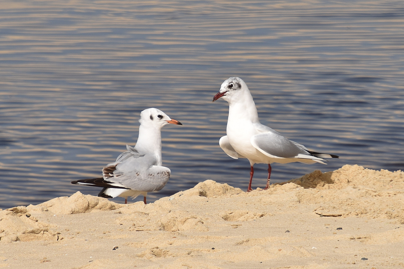 Mouettes rieuses