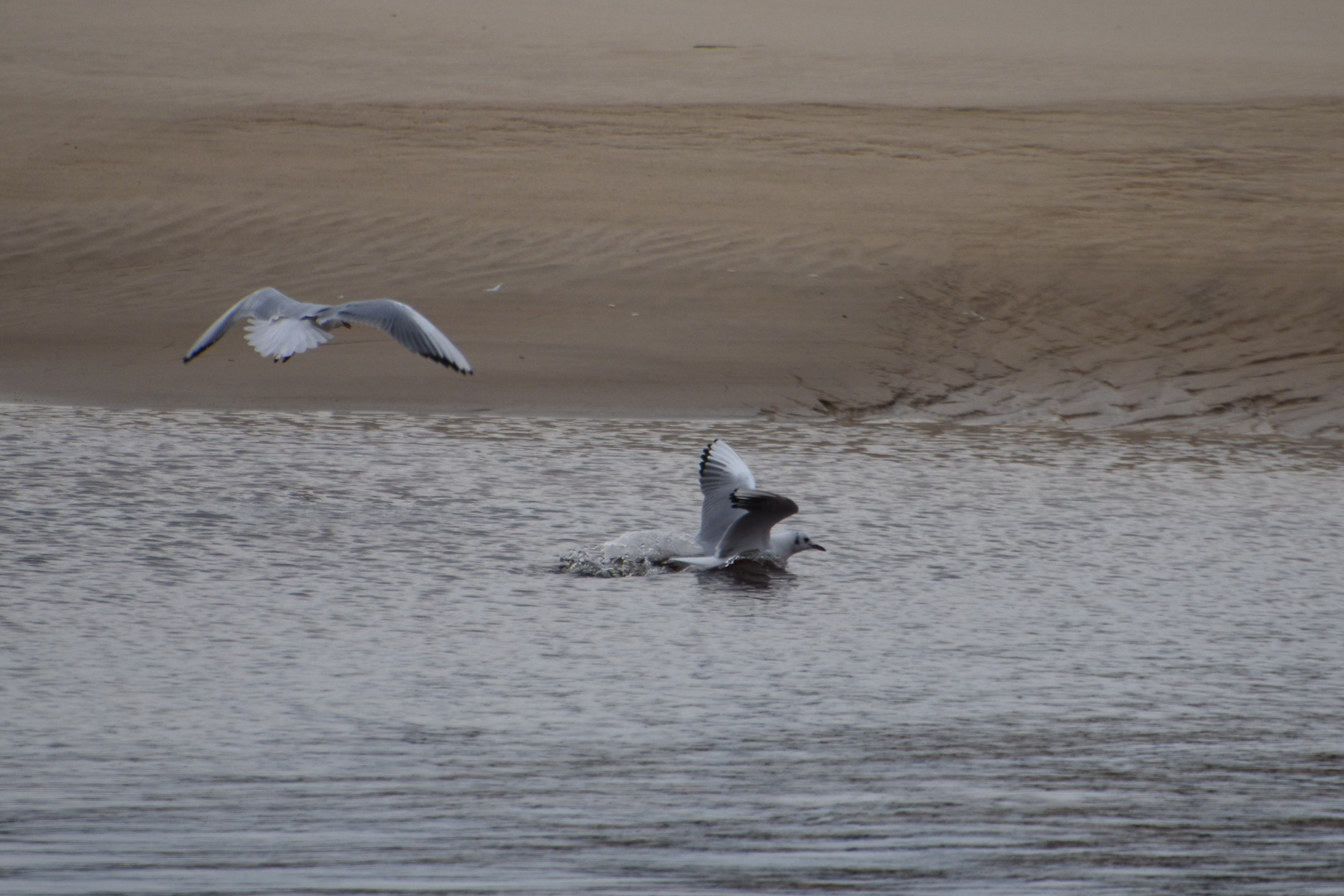 Mouettes rieuses pas trop frileuses