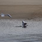 Mouettes rieuses pas trop frileuses