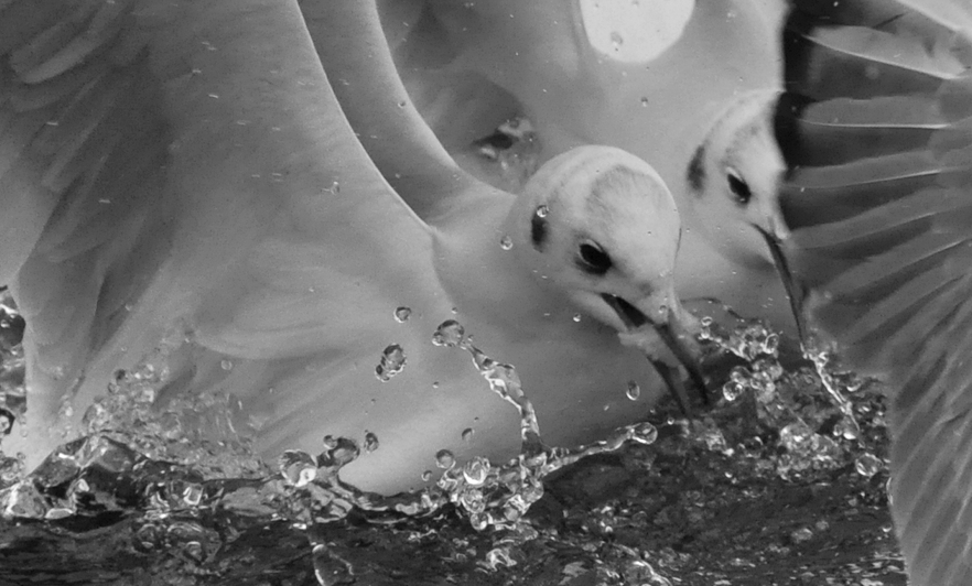 Mouettes rieuses sur le Lac Léman (Vevey)