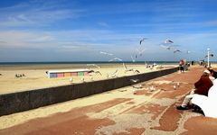 mouettes sur l' esplanade de berck