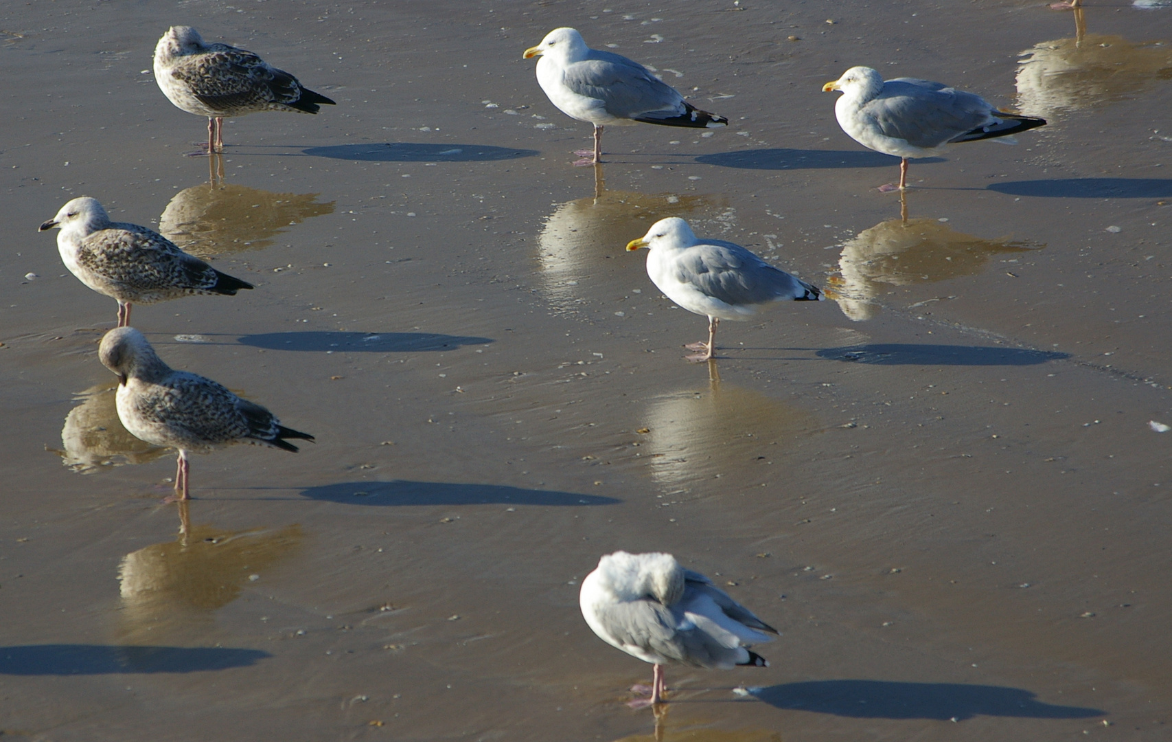 mouettes sur la plage de St Jean de Monts